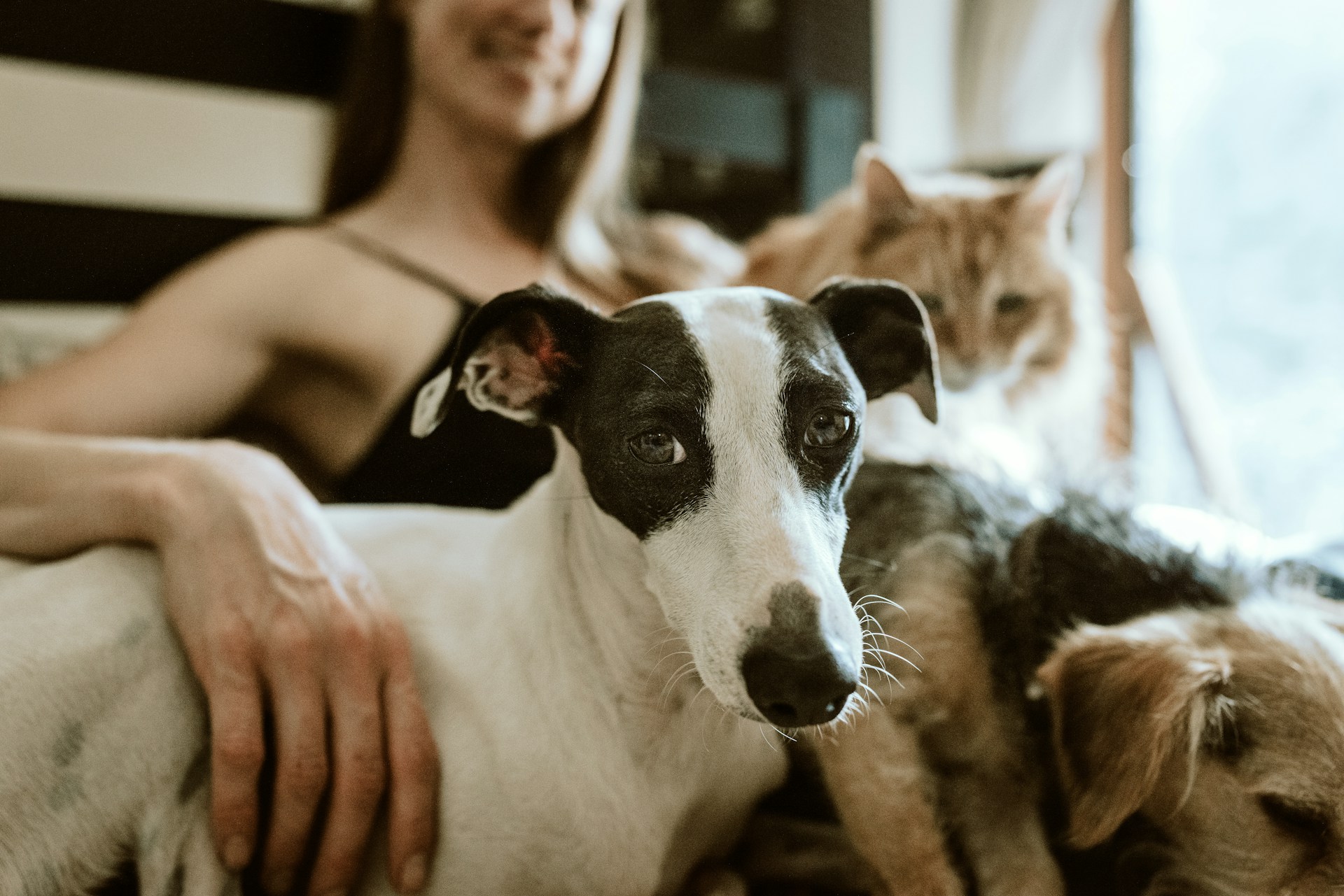 a girl with cat and dog in a bed